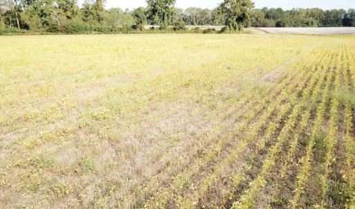 Photo #32 of 1247 Macedonia Road, Edenton, NC 83.0 acres