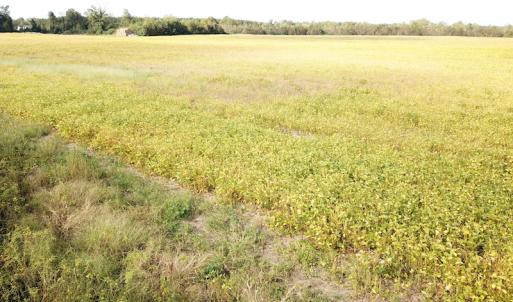 Photo #33 of 1247 Macedonia Road, Edenton, NC 83.0 acres