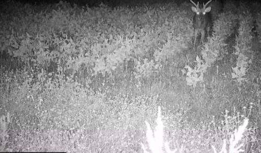 Photo #39 of 1247 Macedonia Road, Edenton, NC 83.0 acres