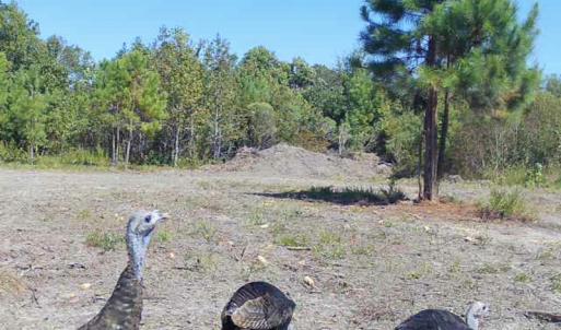 Photo #42 of 1247 Macedonia Road, Edenton, NC 83.0 acres