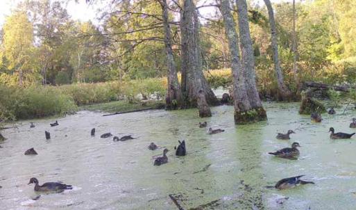 Photo #43 of 1247 Macedonia Road, Edenton, NC 83.0 acres