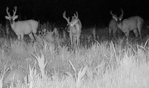 Photo #45 of 1247 Macedonia Road, Edenton, NC 83.0 acres
