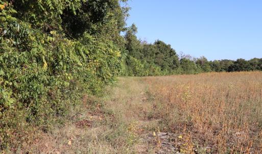 Photo #18 of Off Wintergreen Road, Cove City, NC 91.3 acres