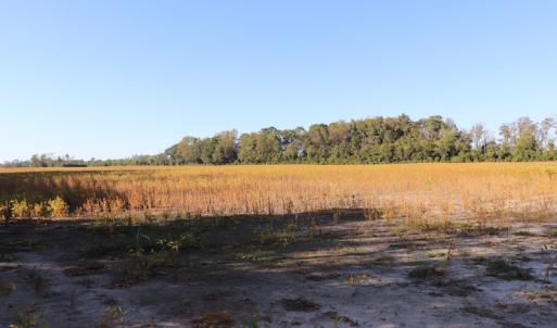 Photo #27 of Off Wintergreen Road, Cove City, NC 91.3 acres