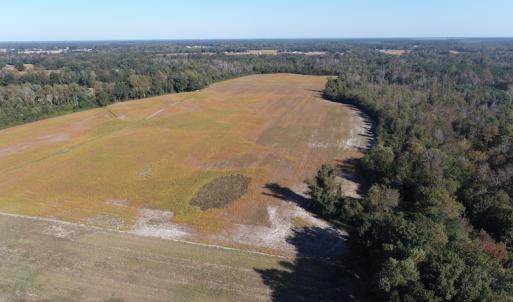 Photo #3 of Off Wintergreen Road, Cove City, NC 91.3 acres