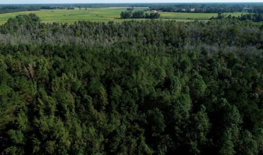Photo #2 of Off Richland Drive, Red Springs, NC 9.5 acres