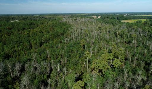 Photo #3 of Off Richland Drive, Red Springs, NC 9.5 acres