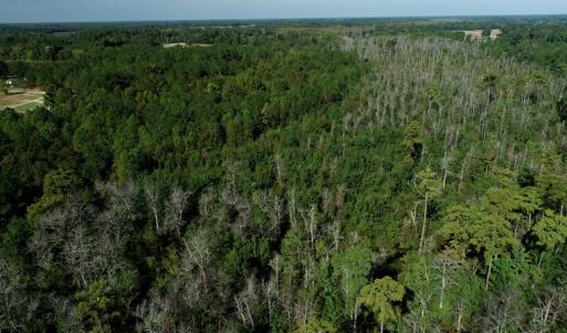 Photo #4 of Off Richland Drive, Red Springs, NC 9.5 acres