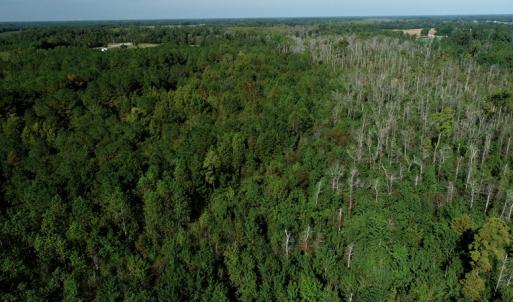 Photo #5 of Off Richland Drive, Red Springs, NC 9.5 acres