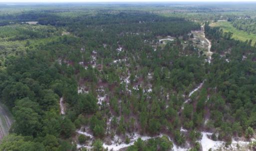 Photo #13 of SOLD property in 2139 Norris Road, Garland, NC 70.8 acres