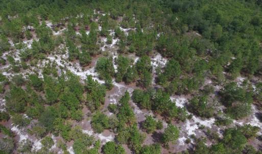 Photo #17 of SOLD property in 2139 Norris Road, Garland, NC 70.8 acres