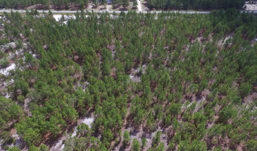 Photo #22 of SOLD property in 2139 Norris Road, Garland, NC 70.8 acres