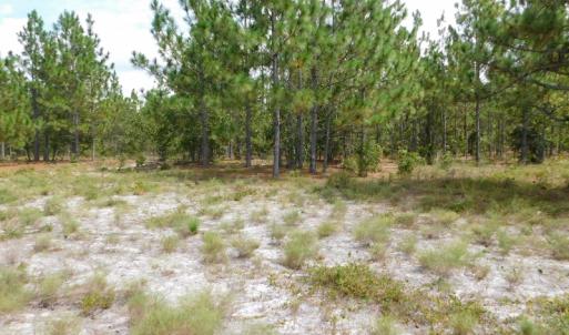 Photo #29 of SOLD property in 2139 Norris Road, Garland, NC 70.8 acres