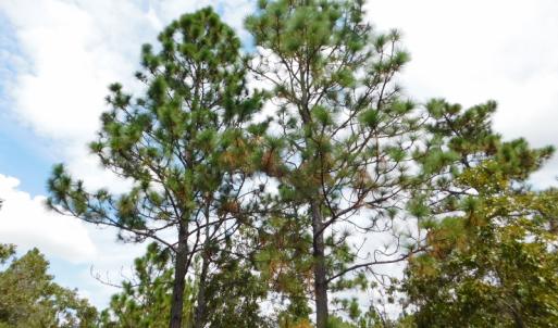 Photo #34 of SOLD property in 2139 Norris Road, Garland, NC 70.8 acres