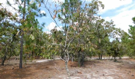 Photo #35 of SOLD property in 2139 Norris Road, Garland, NC 70.8 acres