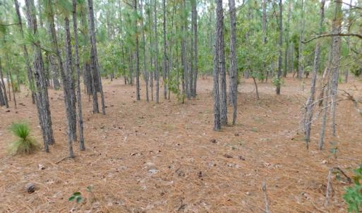 Photo #44 of SOLD property in 2139 Norris Road, Garland, NC 70.8 acres