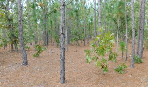 Photo #45 of SOLD property in 2139 Norris Road, Garland, NC 70.8 acres