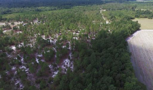 Photo #10 of SOLD property in 2139 Norris Road, Garland, NC 70.8 acres