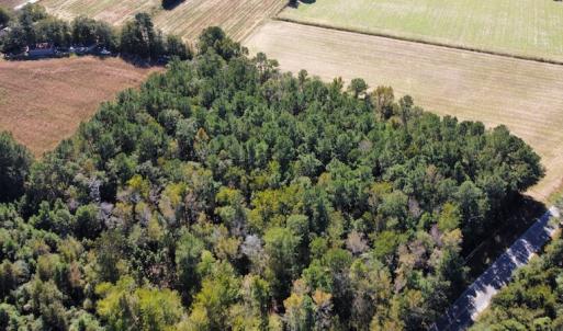 Photo #5 of SOLD property in Off Hamps Road, Nichols, SC 150.0 acres