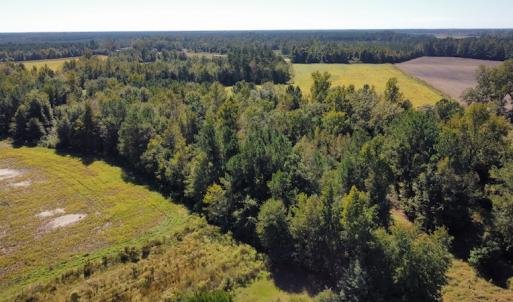 Photo #19 of SOLD property in Off Hamps Road, Nichols, SC 150.0 acres