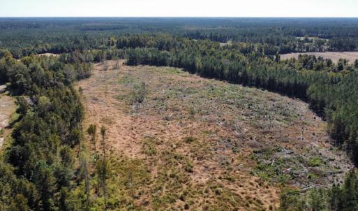Photo #29 of SOLD property in Off Hamps Road, Nichols, SC 150.0 acres
