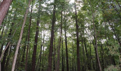 Photo #17 of SOLD property in Off Goldston Carbonton Road , Goldston, NC 11.8 acres