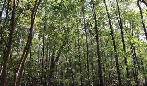 Photo #35 of SOLD property in Off Goldston Carbonton Road , Goldston, NC 11.8 acres