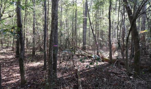 Photo #37 of SOLD property in Off Goldston Carbonton Road , Goldston, NC 11.8 acres