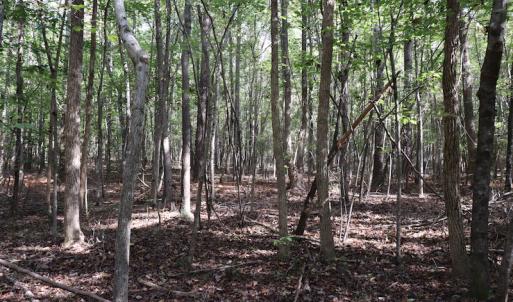 Photo #39 of SOLD property in Off Goldston Carbonton Road , Goldston, NC 11.8 acres