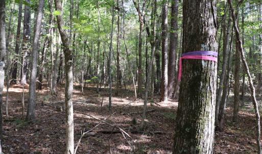 Photo #41 of SOLD property in Off Goldston Carbonton Road , Goldston, NC 11.8 acres