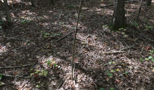 Photo #43 of SOLD property in Off Goldston Carbonton Road , Goldston, NC 11.8 acres