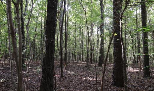 Photo #44 of SOLD property in Off Goldston Carbonton Road , Goldston, NC 11.8 acres