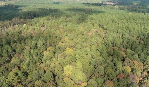 Photo #5 of SOLD property in Off Goldston Carbonton Road , Goldston, NC 11.8 acres
