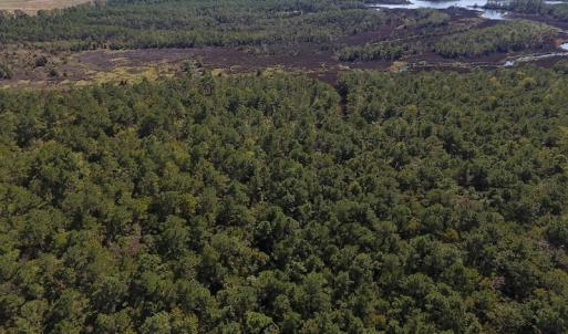 Photo #19 of SOLD property in Off Fulford Point Road , Lowland, NC 21.0 acres