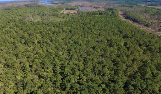 Photo #20 of SOLD property in Off Fulford Point Road , Lowland, NC 21.0 acres