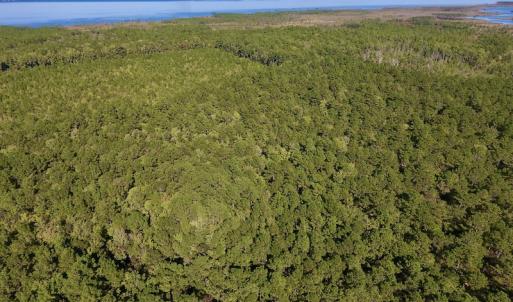 Photo #21 of SOLD property in Off Fulford Point Road , Lowland, NC 21.0 acres