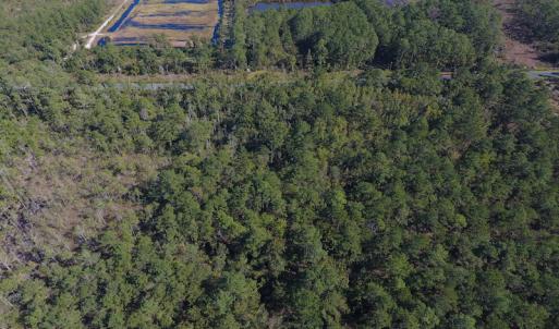 Photo #7 of SOLD property in Off Fulford Point Road , Lowland, NC 21.0 acres