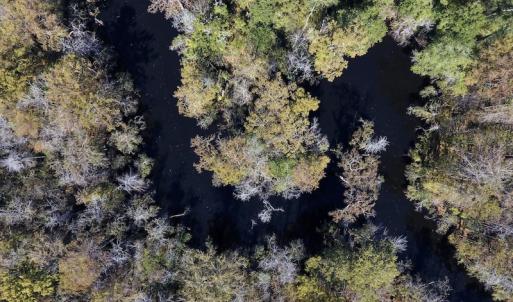 Photo #12 of SOLD property in Off Highway 264 and Lillie Lane, Pactolus, NC 79.9 acres