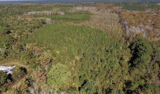 Photo #16 of SOLD property in Off Highway 264 and Lillie Lane, Pactolus, NC 79.9 acres