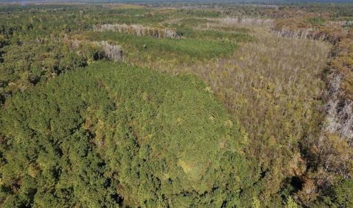 Photo #17 of SOLD property in Off Highway 264 and Lillie Lane, Pactolus, NC 79.9 acres