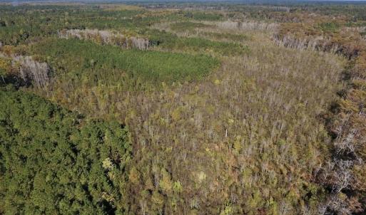 Photo #18 of SOLD property in Off Highway 264 and Lillie Lane, Pactolus, NC 79.9 acres