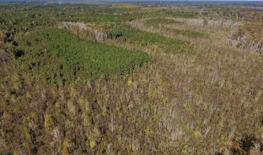 Photo #19 of SOLD property in Off Highway 264 and Lillie Lane, Pactolus, NC 79.9 acres