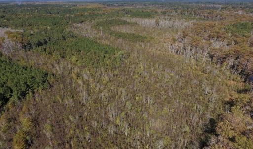 Photo #20 of SOLD property in Off Highway 264 and Lillie Lane, Pactolus, NC 79.9 acres