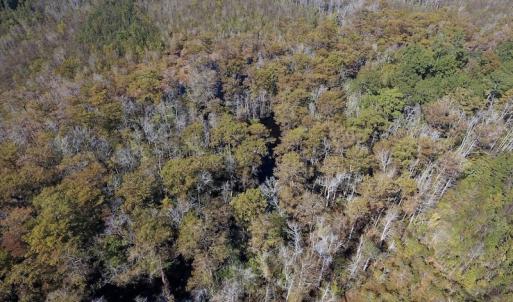 Photo #21 of SOLD property in Off Highway 264 and Lillie Lane, Pactolus, NC 79.9 acres