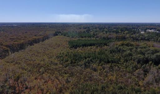 Photo #24 of SOLD property in Off Highway 264 and Lillie Lane, Pactolus, NC 79.9 acres