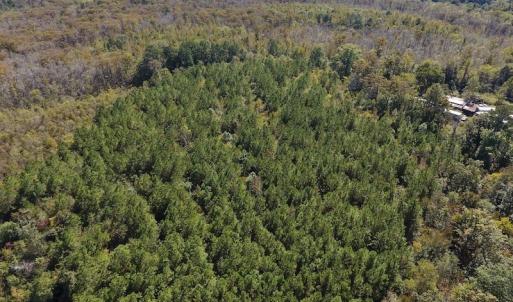 Photo #28 of SOLD property in Off Highway 264 and Lillie Lane, Pactolus, NC 79.9 acres