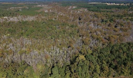 Photo #5 of SOLD property in Off Highway 264 and Lillie Lane, Pactolus, NC 79.9 acres