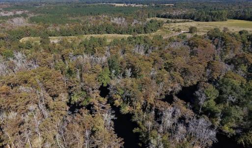 Photo #8 of SOLD property in Off Highway 264 and Lillie Lane, Pactolus, NC 79.9 acres