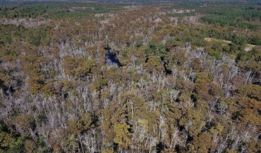 Photo #9 of SOLD property in Off Highway 264 and Lillie Lane, Pactolus, NC 79.9 acres