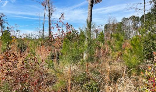 Photo #10 of SOLD property in Off Mullet Drive, Ivor, VA 25.5 acres